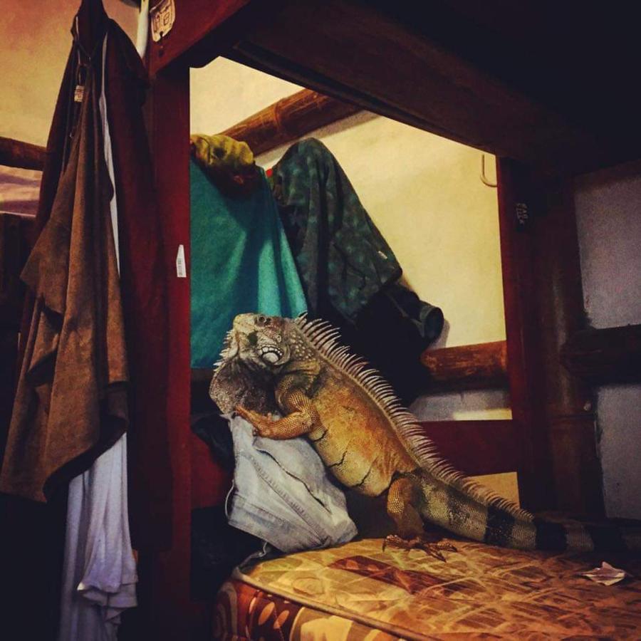 My Little House Surf&Backpacker Hostel มอนตาญิตาร์ ภายนอก รูปภาพ